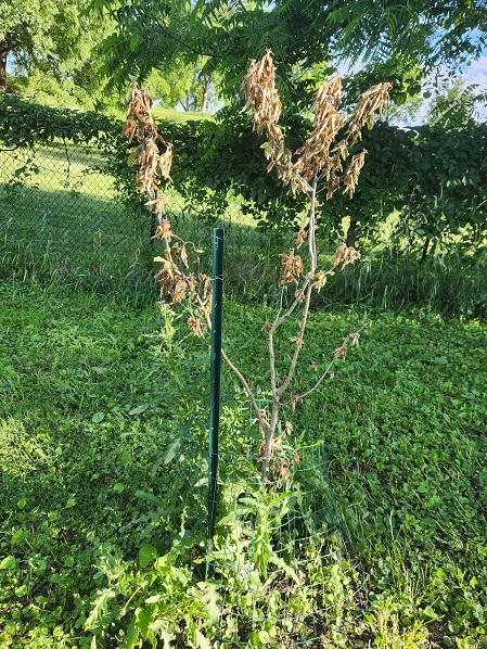 Sad Medlar tree u5.jpg